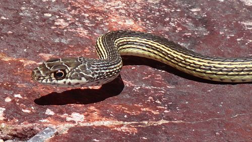 Striped Whipsnake